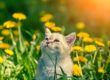 Cat Groomer