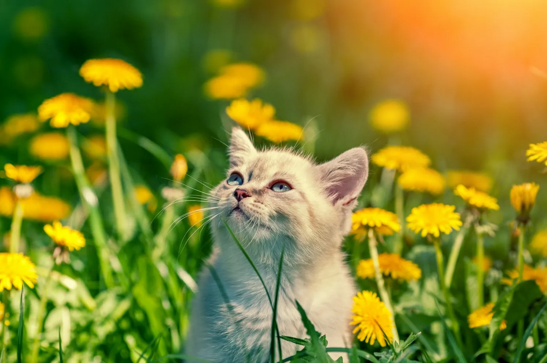 cat-grooming Cat Groomer