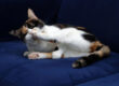 Herts and Essex Cat Grooming