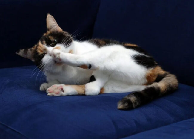 Herts and Essex Cat Grooming Herts and Essex Cat Grooming